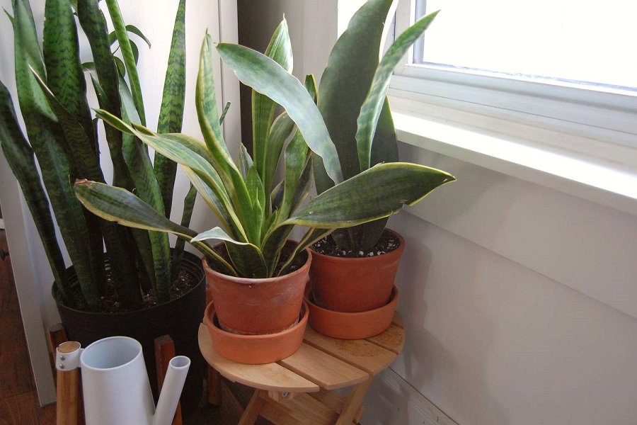 How Often to Water Snake Plant