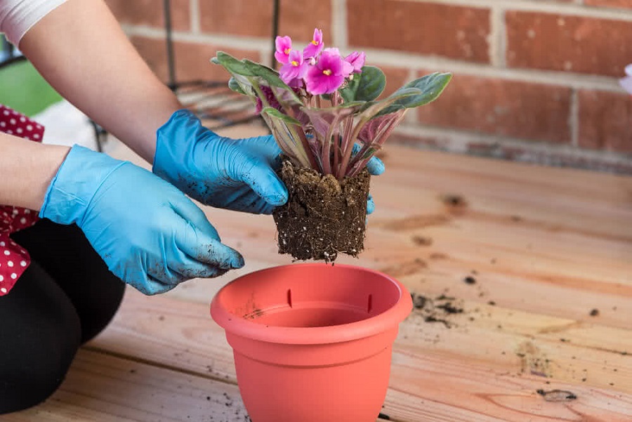Soil Saving Tricks for Planting Big Pots: Enhance Your Container Gardening Skills