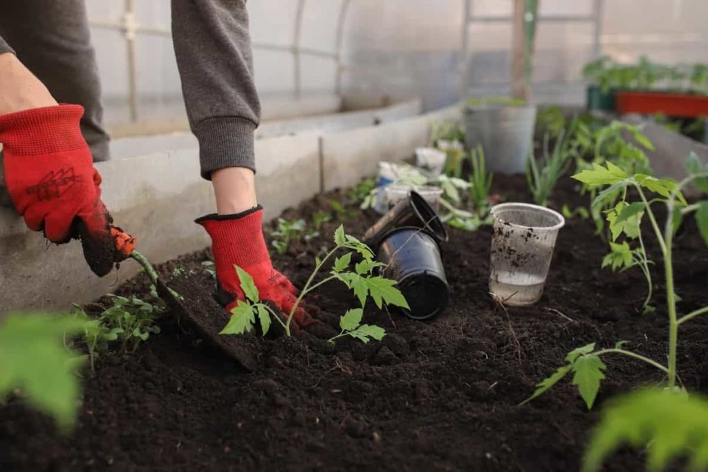 Feeding Your Vegetable Garden for Success: A Guide to Fertilizer Application