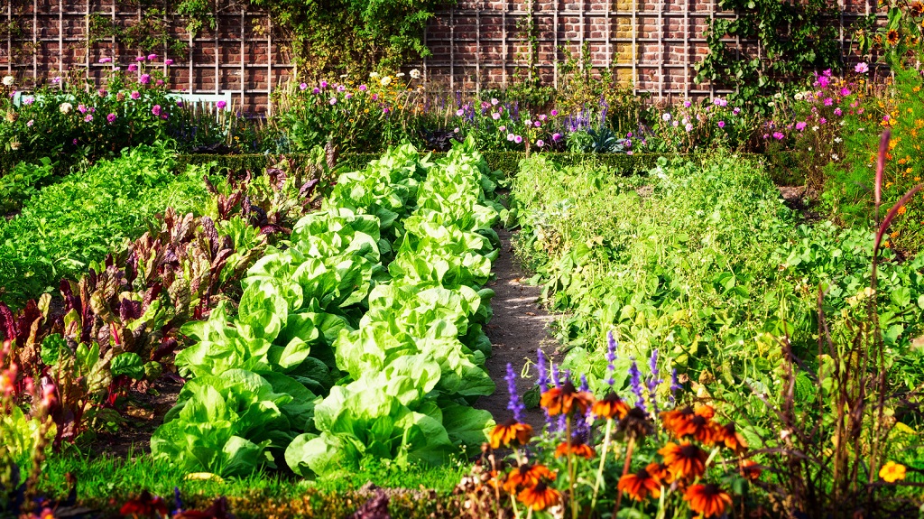 From Seed to Supper: Best Practices for a Thriving Vegetable Garden