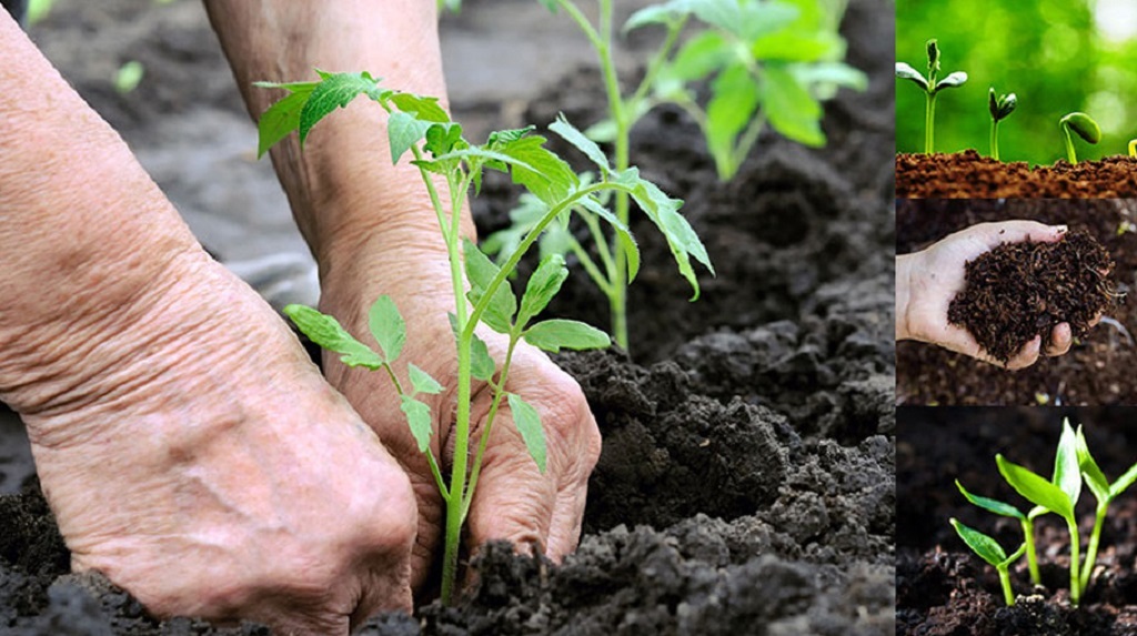 Do fertilizers improve soil quality? 