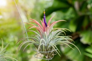 How to Care for Air Plants