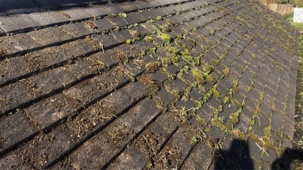 How can you prevent moss from growing on your roof?