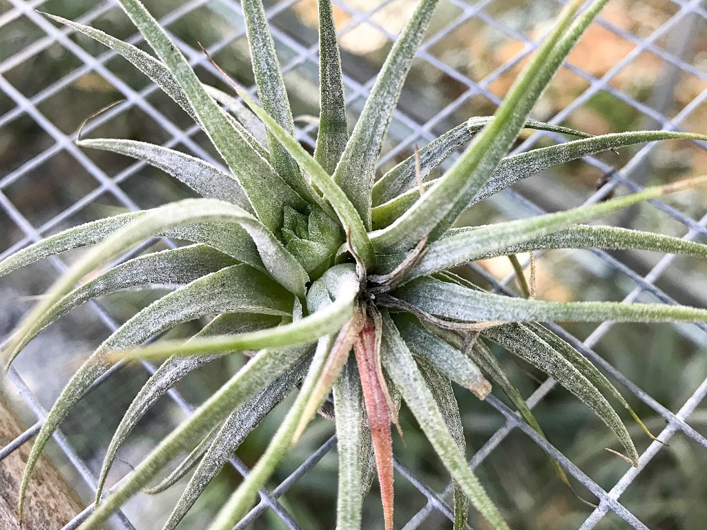 Why is my Tillandsia suddenly dying?